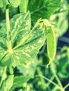 Green peas plant in the garden, summer harvest. Popular vegetable Royalty Free Stock Photo