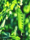 Green peas plant in the garden, summer harvest. Popular vegetable Royalty Free Stock Photo