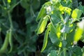 Green peas plant in the garden Royalty Free Stock Photo