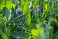 Green peas plant in the garden Royalty Free Stock Photo