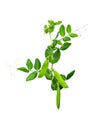 Green peas pod on white Royalty Free Stock Photo