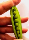 Green peas in a pod. Woman Podding Fresh Green Peas In A White Bowl. Royalty Free Stock Photo