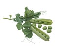 Green peas, pods, grains on a white background Royalty Free Stock Photo