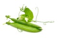 Green Peas in Pods with Leaves and Flowers