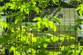 Green peas pods with green leaves on a gray metal mesh