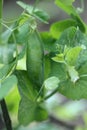 Green peas pods. Organic farm peas. Fresh bio green vegetables.. Growing organic vegetables Royalty Free Stock Photo