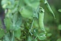 Green peas pods. Organic farm peas. Fresh bio green vegetables.Green peas pods on blurred vegetable garden background Royalty Free Stock Photo