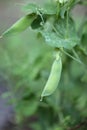 Green peas pods. Organic farm peas. Fresh bio green vegetables.Green peas pods on vegetable garden background. Growing Royalty Free Stock Photo