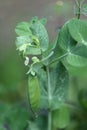 Green peas pods. Organic farm peas. Fresh bio green vegetables. Royalty Free Stock Photo