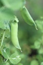 Green peas pods. Organic farm peas. Fresh green vegetables.Green peas pods on blurred vegetable garden background Royalty Free Stock Photo