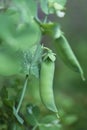 Green peas pods. Organic peas. Fresh bio green vegetables.Green peas pods on blurred vegetable garden background Royalty Free Stock Photo