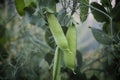 Green peas pods on a pea plant Royalty Free Stock Photo