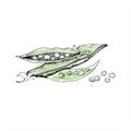 Green peas sketch. Hand drawn careless vegetables green peas and pea pods. Vector illustration on white background Royalty Free Stock Photo