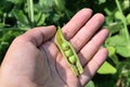 green peas spoiled with worms Royalty Free Stock Photo