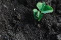 Green peas sprouted in the soil.