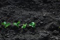 Green peas sprouted in the soil.