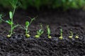 Green peas sprouts growing in the soil, germinating plant seedlings in the farmer`s garden