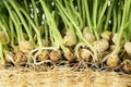 Green peas sprouts on background, close up Royalty Free Stock Photo