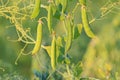 Green peas in the sunrise in the garden