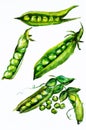 Green peas watercolor