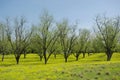 Green Pecan Grove in Spring Royalty Free Stock Photo