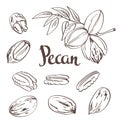 Green Pecan nuts with leaves and dried Pecan nuts isolated on a white background.