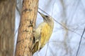 Green pecker Royalty Free Stock Photo