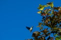 Green pecker is an assistant to spread mulberry parasitic plants