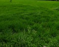 Green peddy rice crop field. Royalty Free Stock Photo