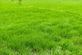 Green peddy rice crop fields. Royalty Free Stock Photo