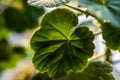 green Pelargonium Geranium leaves