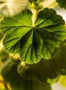 green Pelargonium Geranium leaves