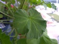 Green pelargonium leaf, near photography