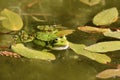 `Pelophylax Lessonae` pool frog swimming in water Royalty Free Stock Photo