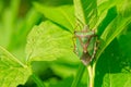 Pentatomidae stinkbug Royalty Free Stock Photo