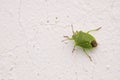 Green stinkbug Royalty Free Stock Photo