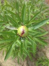 A green peony bud against a background of leaves. close-up