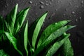 Green peony leaves on a gray background with water drops. macro. greens on the table Royalty Free Stock Photo