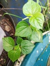 green Peperomia pellucida wild plant