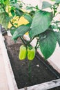 Green pepers in beds in the greenhouse