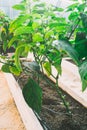 Green pepers in beds in the greenhouse