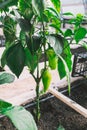 Green pepers in beds in the greenhouse