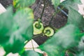 Green pepers in beds in the greenhouse