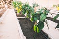 Green pepers in beds in the greenhouse