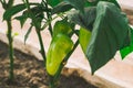 Green pepers in beds in the greenhouse