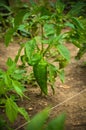 Green Pepers/pimiento Personal Garden