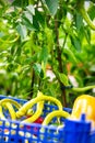 Green pepper in a basket in front of a paprika plant