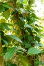 Green pepper cultivation from Zanzibar, Tanzania. Spices cultivation