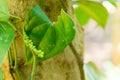 Green pepper cultivation from Zanzibar, Tanzania. Spices cultivation