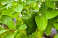 Green pepper fruit on a Bush in a greenhouse Royalty Free Stock Photo